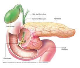 What does pancreas do? 